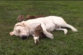 狗狗暖心收养了三只小猫，但尽心带小孩的它累到眼睛都睁不开了图片