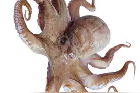 出海无风起浪，原来是乌贼精前来寻仇图片