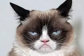 你的猫砂买对了吗？猫砂该怎么买？这里有份史上最全猫砂指南图片