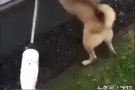 柴犬一般不喝水，一喝水就发疯停不下来图片