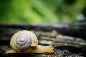 《蜗牛的家》图片