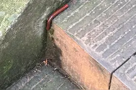 最怕这种虫 鸡都不愿吃图片