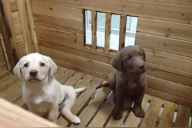 看着你俩慵懒的表情   我看着都醉了  萌死了图片