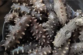 海参常识：海参是什么颜色的？图片