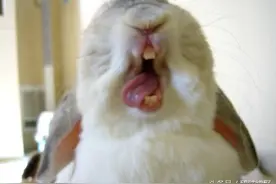 萌兔打呵欠太有戏，看到都笑醒了啦图片