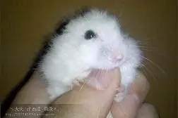 宠物《银狐仓鼠》资料详解图片