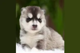 听说就没有正经一点的哈士奇？图片