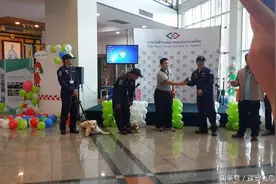排爆狗狗在曼谷天铁执勤 市民大呼好可爱图片