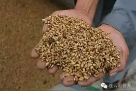 提个醒作孽的磷化铝！粮食生虫了一定要慎用，或会导致死亡！图片