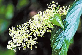 7月以来云南发生多起野生蜂蜜中毒事件图片