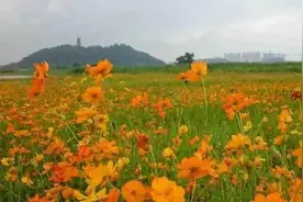 镇攻略镇江夏季赏花目的地推荐！图片