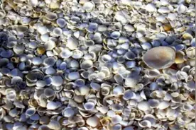 新西兰海边的贝壳可以随便捡吗？图片