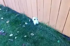 萌宠总动员不同品种的狗狗卡住的风格完全不一样......图片