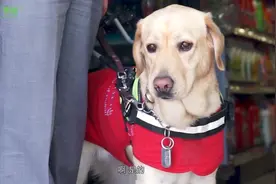 20万训练一只导盲犬排队3年成1%的幸运儿，她是能陪我10年的家人视频封面