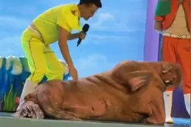 极地海洋世界里智力惊人的海狮，海狮的智商很高可以和人类交流视频封面