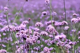 摩羯座选择什么衣饰最旺财运图片