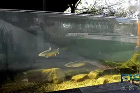 室外鱼池 装上4面玻璃那就室外鱼缸了 非常适合养原生鱼视频封面