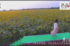 陕北神木最大向日葵文化节震撼航拍！美爆了视频封面