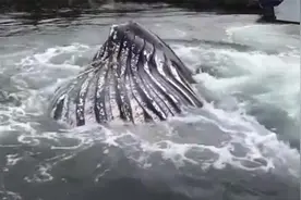 男子发现水里不断冒泡，下一秒水里窜出来的东西，吓坏众人！视频封面