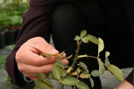 天狼说月季 | 月季的红蜘蛛危害及防治详解