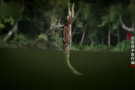 《动物世界》鱗斑鳄跳跃2米多高，只为捕捉树上的食物视频封面