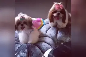 我是小公举，小公举~图片