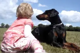 杜宾犬形影不离的保护在小主人身边，有条这样的狗狗真是省心！图片