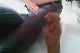 主人训练泰迪犬，泰迪被调戏得发怒了，直接干起来了图片