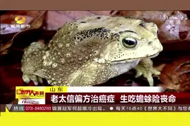 山东 老太信偏方治癌症 生吃蟾蜍险丧命视频封面