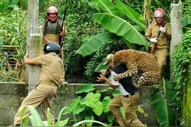 印度一花豹误入村庄后伤及人类，最后村民为了泄愤践踏花豹！图片