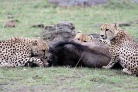 鬣狗信心满满去抢猎豹的美食，结果被一只猎豹追的狼狈逃窜图片