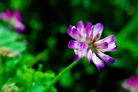 100元左右一斤的紫云英蜂蜜，农村人靠种植它的原料发家致富图片