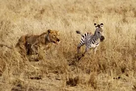 斑马看到狮子，拔腿就跑，狮子心眼多，挑起斑马的腿让其无法再跑图片