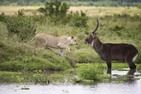 见惯了狮子猎杀羚羊，也有风水轮流转的时候，看羚羊打跑狮子！图片
