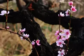 道家内丹之密：回春术的动作机理图片