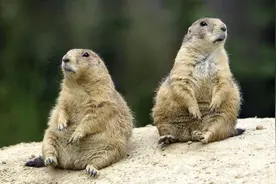 心机土拨鼠！为了偷亲女朋友，一点点靠近突然猛扑上去亲了一口！图片