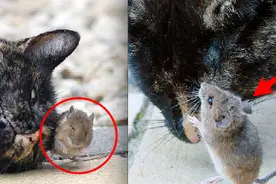 母猫生下宝宝后有两只小老鼠混进去，接下来竟出现意想不到的画面图片