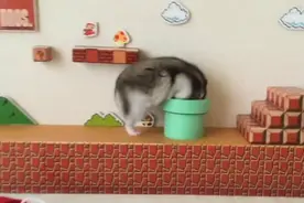 “超级马里奥”搞笑动物版，一看就是训练过的！图片