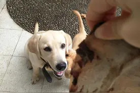 原来只要用一根牛扇骨，就能收获拉布拉多这种和谐的画面图片