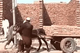 每日一乐！手动自卸车是操作演示图片