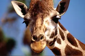 草原上发现没有脖子的长颈鹿，了解真相后令很多人钦佩！图片