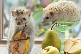 太可爱！呆萌小刺猬的丰富日常图片