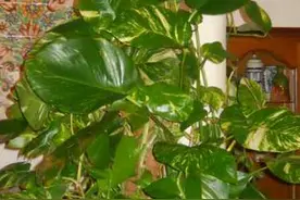 绿萝如何养得油光华亮？黄叶怎么处理？图片