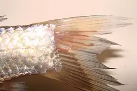 鱼身上的寄生虫，能吃吗？图片
