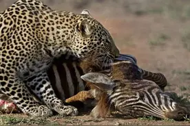 鬣狗不知天高地厚和猎豹抢夺食物，最后结果鬣狗的表情绝了！图片