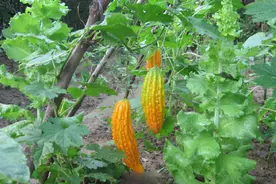 农村人吃的癞葡萄 城市人为什么会说是苦瓜？图片