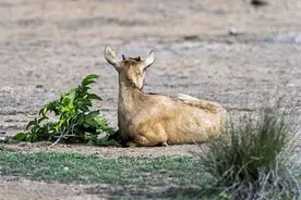 史前生物科莫多巨蜥猎捕山羊全过程，告诉你谁才是真正的霸王！图片