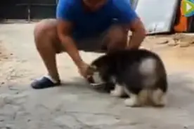 主人给狗喂食，不断移动狗盆耍狗，还有这样的主人图片