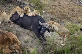 水牛突遭狮群的围攻，水牛用牛角猛烈撞击但最终还是被分食！图片