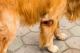 家中的金毛不小心被割伤了，如何快速有效的给它止血呢？图片